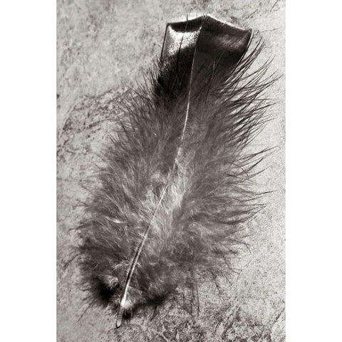 Feather Shadow IV White Modern Wood Framed Art Print by Van Swearingen, Debra