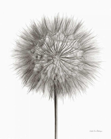 Dandelion Fluff on White White Modern Wood Framed Art Print with Double Matting by Van Swearingen, Debra