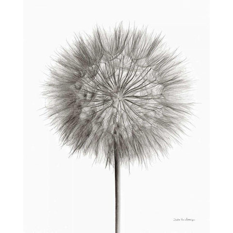 Dandelion Fluff on White Gold Ornate Wood Framed Art Print with Double Matting by Van Swearingen, Debra