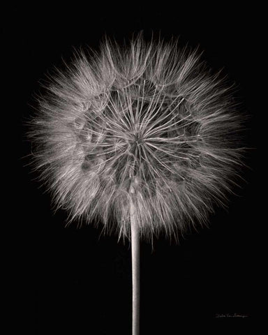 Dandelion Fluff on Black Black Ornate Wood Framed Art Print with Double Matting by Van Swearingen, Debra