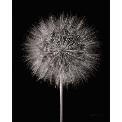 Dandelion Fluff on Black White Modern Wood Framed Art Print by Van Swearingen, Debra