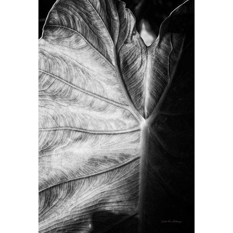 Elephant Ear I White Modern Wood Framed Art Print by Van Swearingen, Debra
