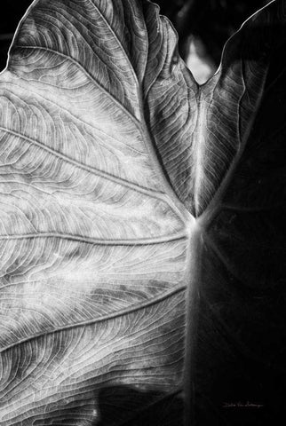 Elephant Ear I Black Ornate Wood Framed Art Print with Double Matting by Van Swearingen, Debra