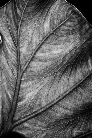 Elephant Ear II White Modern Wood Framed Art Print with Double Matting by Van Swearingen, Debra