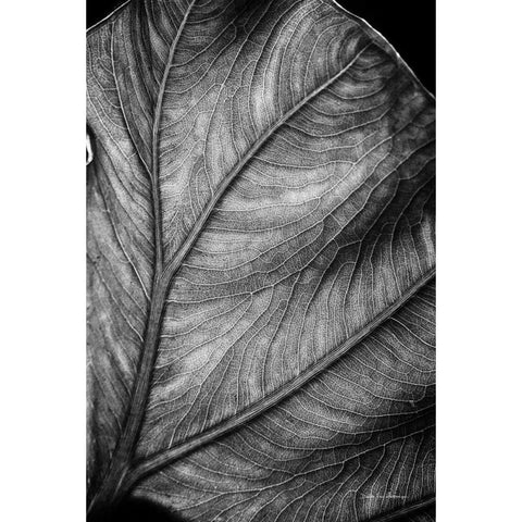 Elephant Ear II Black Modern Wood Framed Art Print with Double Matting by Van Swearingen, Debra