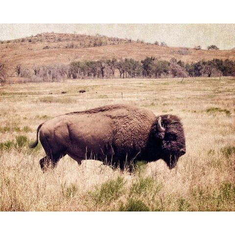 Buffalo I Black Modern Wood Framed Art Print with Double Matting by Van Swearingen, Debra