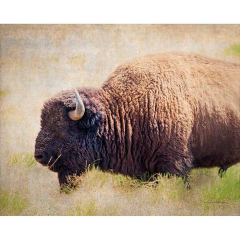 Buffalo II White Modern Wood Framed Art Print by Van Swearingen, Debra