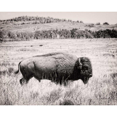 Buffalo I BW Black Modern Wood Framed Art Print with Double Matting by Van Swearingen, Debra