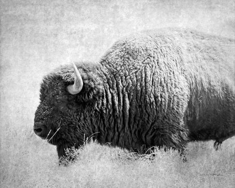 Buffalo II BW White Modern Wood Framed Art Print with Double Matting by Van Swearingen, Debra