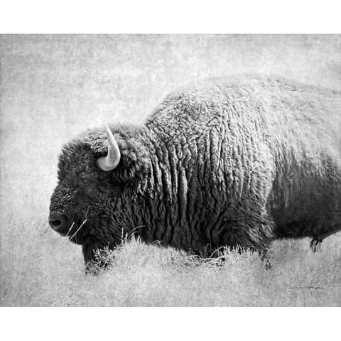 Buffalo II BW Black Modern Wood Framed Art Print by Van Swearingen, Debra