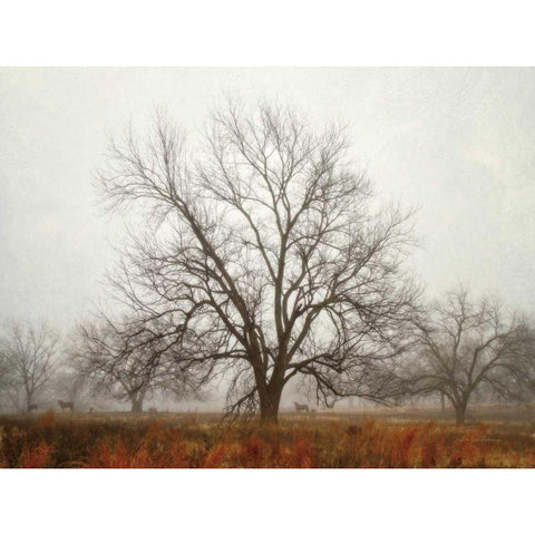 Morning Calm I Black Modern Wood Framed Art Print with Double Matting by Van Swearingen, Debra