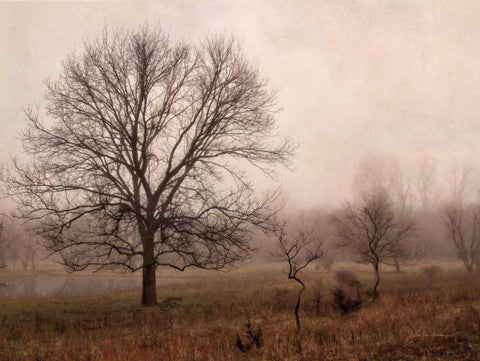 Morning Calm IV Black Ornate Wood Framed Art Print with Double Matting by Van Swearingen, Debra