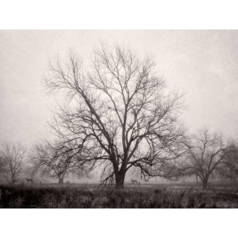 Morning Calm I BW Black Modern Wood Framed Art Print with Double Matting by Van Swearingen, Debra