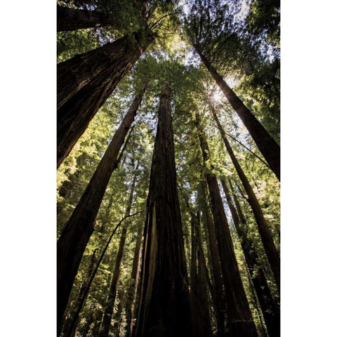 The Stand Black Modern Wood Framed Art Print by Van Swearingen, Debra