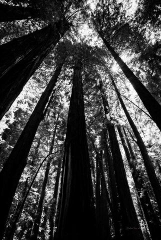 The Stand BW White Modern Wood Framed Art Print with Double Matting by Van Swearingen, Debra