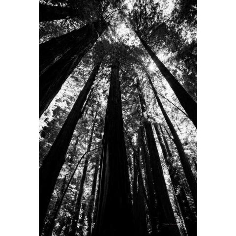 The Stand BW Black Modern Wood Framed Art Print by Van Swearingen, Debra