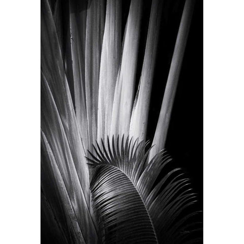 Tropical II White Modern Wood Framed Art Print by Aledanda