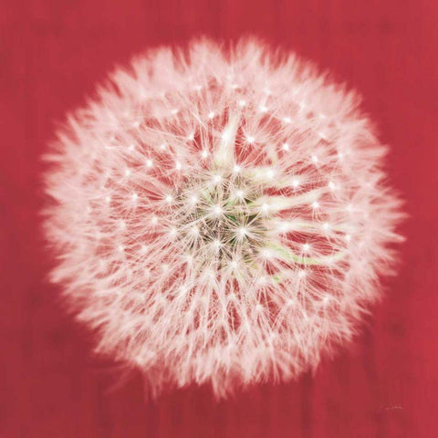 Dandelion on Red I White Modern Wood Framed Art Print by Aledanda