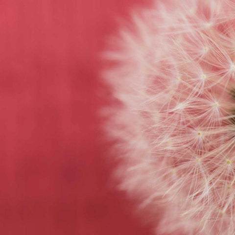 Dandelion on Red II White Modern Wood Framed Art Print with Double Matting by Aledanda