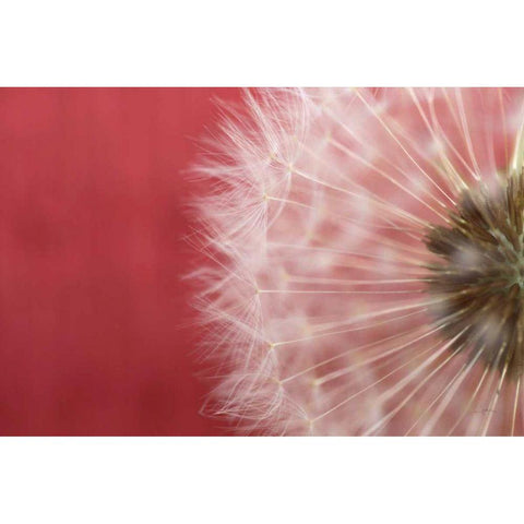 Dandelion on Red III Black Modern Wood Framed Art Print with Double Matting by Aledanda