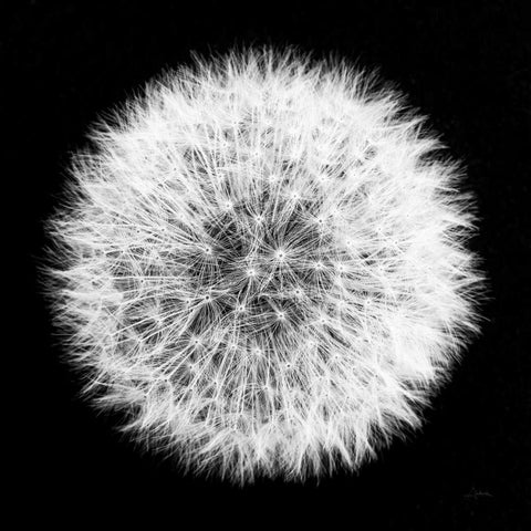 Dandelion on Black I White Modern Wood Framed Art Print by Aledanda