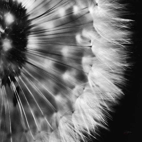 Dandelion on Black III White Modern Wood Framed Art Print by Aledanda