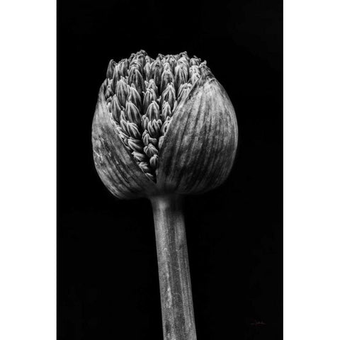 Allium I Black Modern Wood Framed Art Print with Double Matting by Aledanda