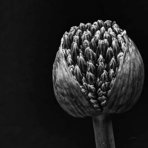 Allium II Black Modern Wood Framed Art Print by Aledanda