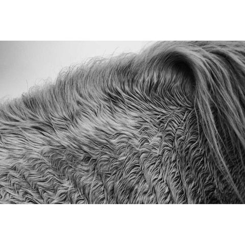 Horse Hair Black Modern Wood Framed Art Print by Aledanda