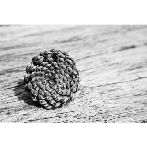 Pinecone Black Modern Wood Framed Art Print with Double Matting by Aledanda