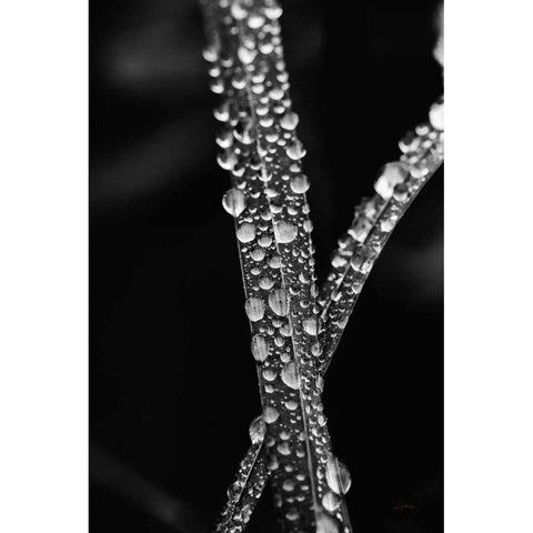 Water Droplets White Modern Wood Framed Art Print by Aledanda