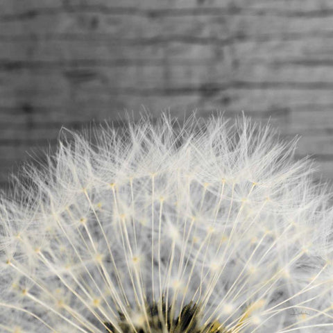 Delicate Dandelion White Modern Wood Framed Art Print by Aledanda