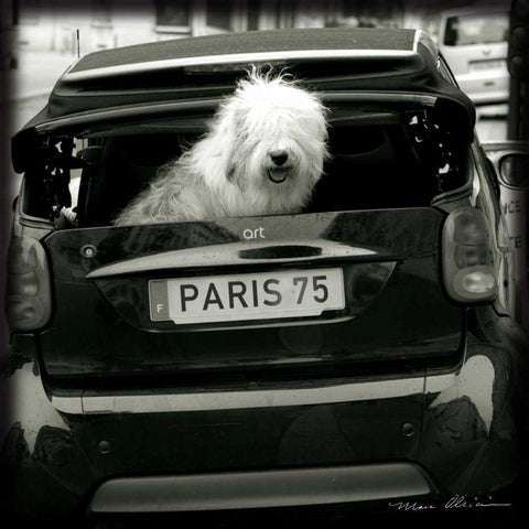 Paris Dog I Black Modern Wood Framed Art Print by Olivier, Marc