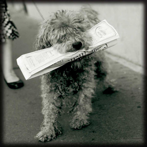 Paris Dog II Gold Ornate Wood Framed Art Print with Double Matting by Olivier, Marc