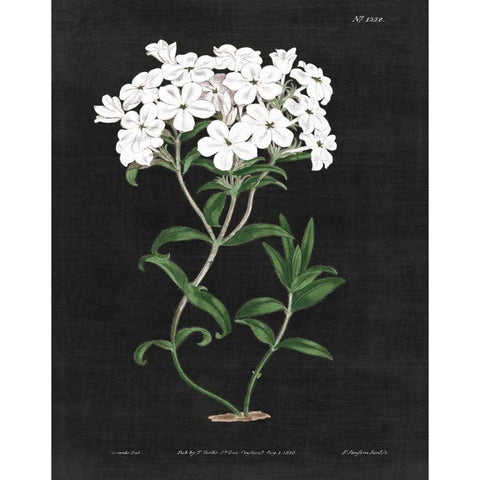 White Botanical on Black Chart VI White Modern Wood Framed Art Print by Wild Apple Portfolio