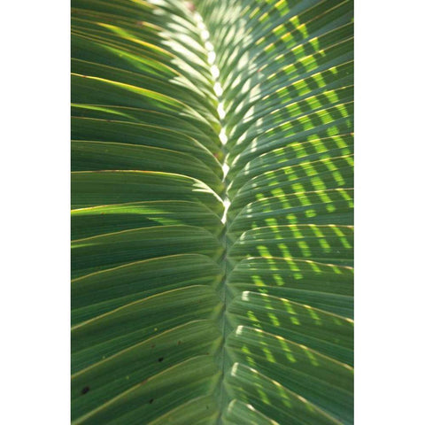 Palm Detail I Black Modern Wood Framed Art Print with Double Matting by Wild Apple Portfolio