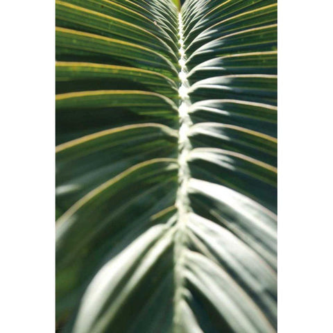 Palm Detail II Black Modern Wood Framed Art Print by Wild Apple Portfolio