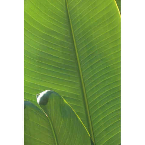 Palm Detail III Black Modern Wood Framed Art Print with Double Matting by Wild Apple Portfolio