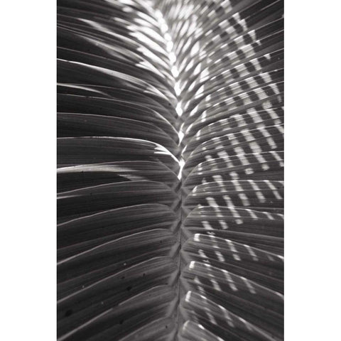 Palm Detail I BW Black Modern Wood Framed Art Print with Double Matting by Wild Apple Portfolio