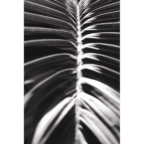 Palm Detail II BW Black Modern Wood Framed Art Print with Double Matting by Wild Apple Portfolio