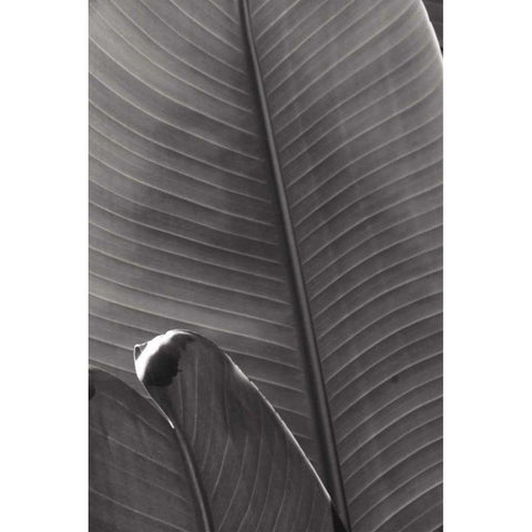 Palm Detail III BW Black Modern Wood Framed Art Print with Double Matting by Wild Apple Portfolio