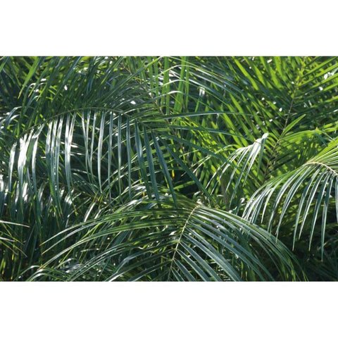 Tropical Fronds Black Modern Wood Framed Art Print with Double Matting by Wild Apple Portfolio