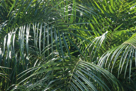 Tropical Fronds White Modern Wood Framed Art Print with Double Matting by Wild Apple Portfolio