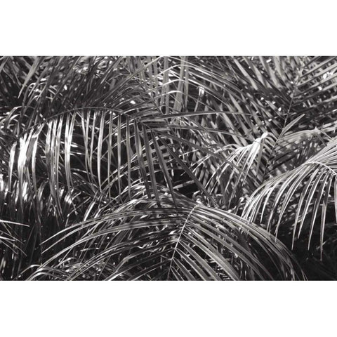 Tropical Fronds BW Black Modern Wood Framed Art Print with Double Matting by Wild Apple Portfolio