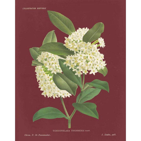 Winter Sweet Pomegranate White Modern Wood Framed Art Print by Wild Apple Portfolio