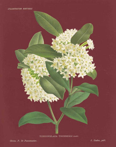 Winter Sweet Pomegranate White Modern Wood Framed Art Print with Double Matting by Wild Apple Portfolio