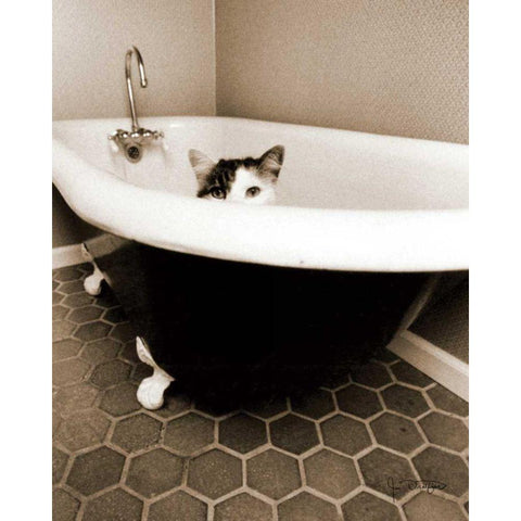 Kitty III Black Modern Wood Framed Art Print by Dratfield, Jim
