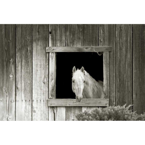 Welcome Mare Black Modern Wood Framed Art Print with Double Matting by Goldstein, Ed