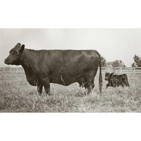 Cow and Baby Black Modern Wood Framed Art Print with Double Matting by Goldstein, Ed