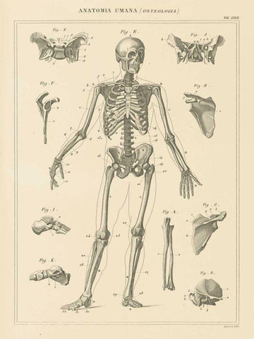 Skeleton Chart White Modern Wood Framed Art Print with Double Matting by Wild Apple Portfolio